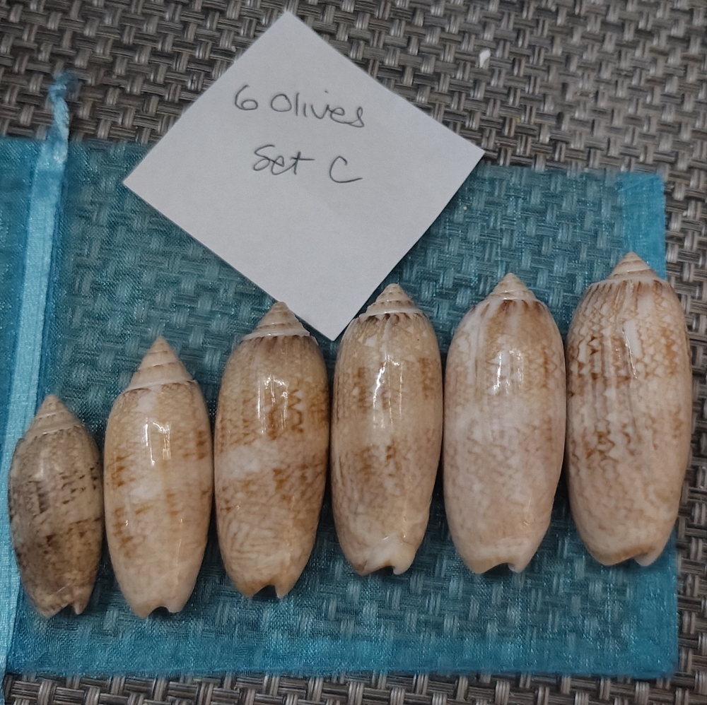 6 Lettered Olive Seashells from Florida (set C)